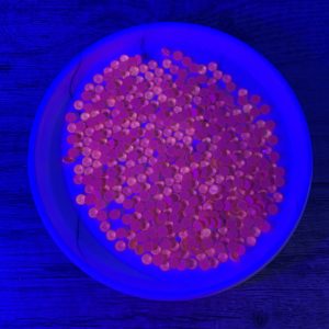 SS20 Flat Back Glass Rhinestones -Coral Glow